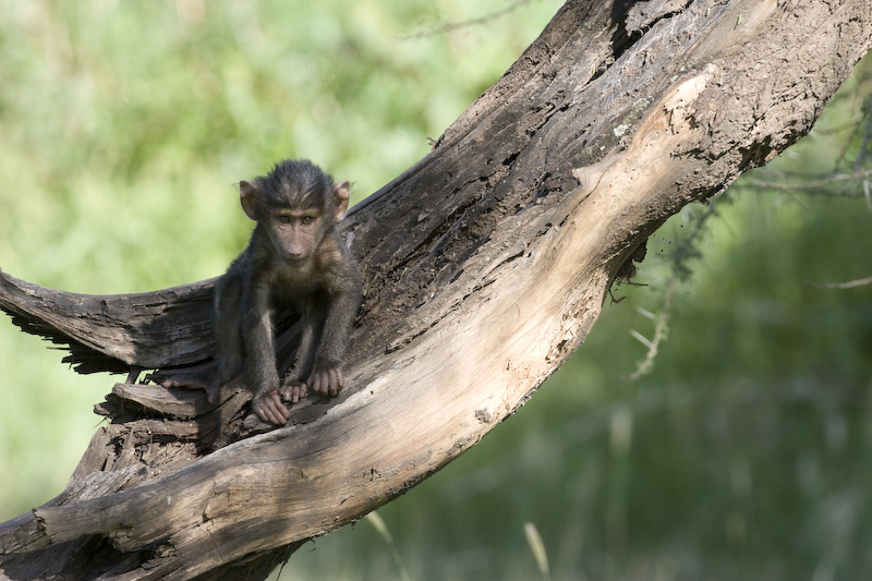 Juvenile Olive Baboon In Tree